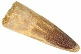Spinosaurus Tooth - Real Dinosaur Tooth #191320-2